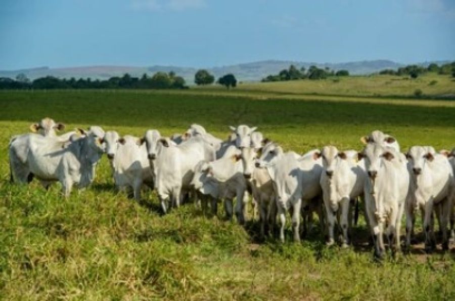 SYNTEC-GRANDES-Manejo-parasitario-eficaz-proporciona-saude-e-bem-estar-do-rebanho-foto-divulgacao