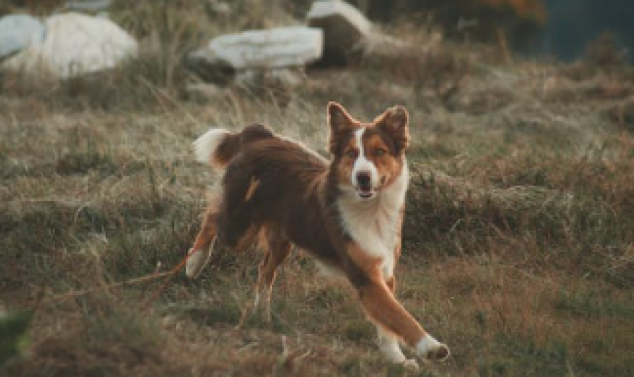 SYNTEC-PETS-Tricuriase-doenca-intestinal-que-compromete-a-saude-e-bem-estar-dos-pets-Foto-Lucas-Pezeta