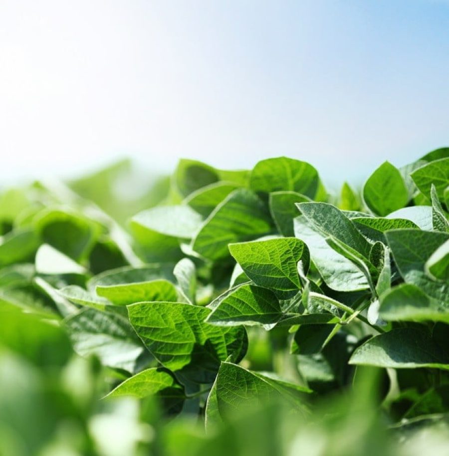 Detail of soybean plant in a field.Modern production,no diseases on leaves,heavy pesticide/fungicide usage.Unorganic completely. Blue summer sky in background, shallow focus. Backlit.