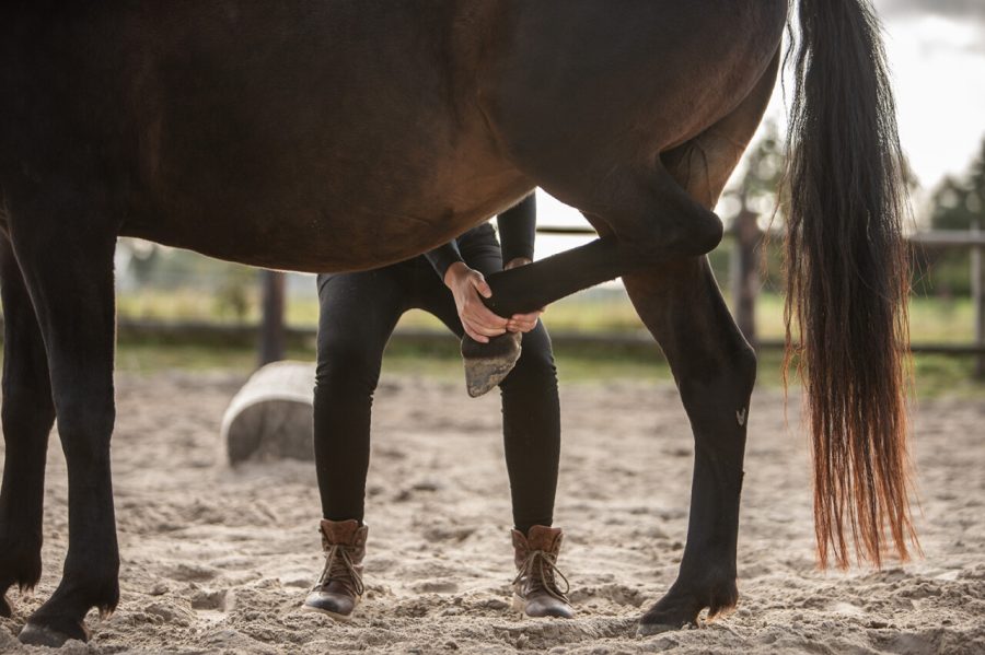 Horse osteopathy professional treatment photo