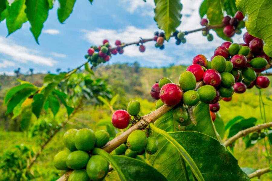 The-Science-of-Coffee-growing-1