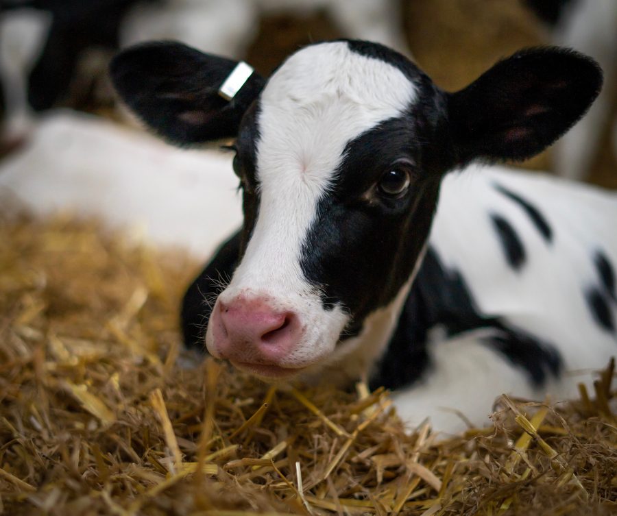 A beautiful black and white Holstein Friesian calf sits in fresh straw just a few days after her birth.