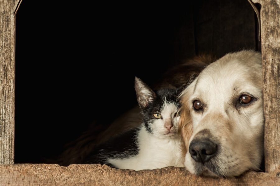 A closeup shot of the snouts of a cute dog and a cat sitting cheek to cheek