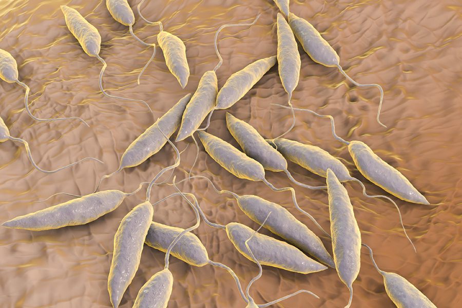 Promastigotes of Leishmania parasite which cause leishmaniasis, 3D illustration