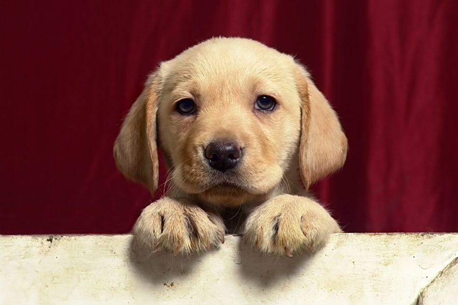 VETOQUINOL-Leishmaniose-visceral-canina-Credito-Shutterstock