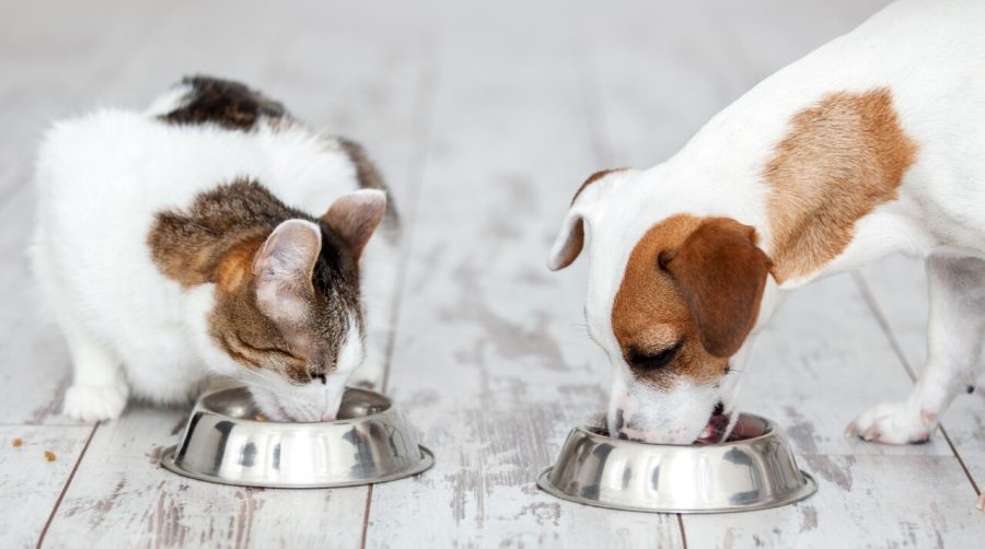 VETOQUINOL-Suplementacao-nutricional-para-caes-e-gatos-Credito-Shutterstock