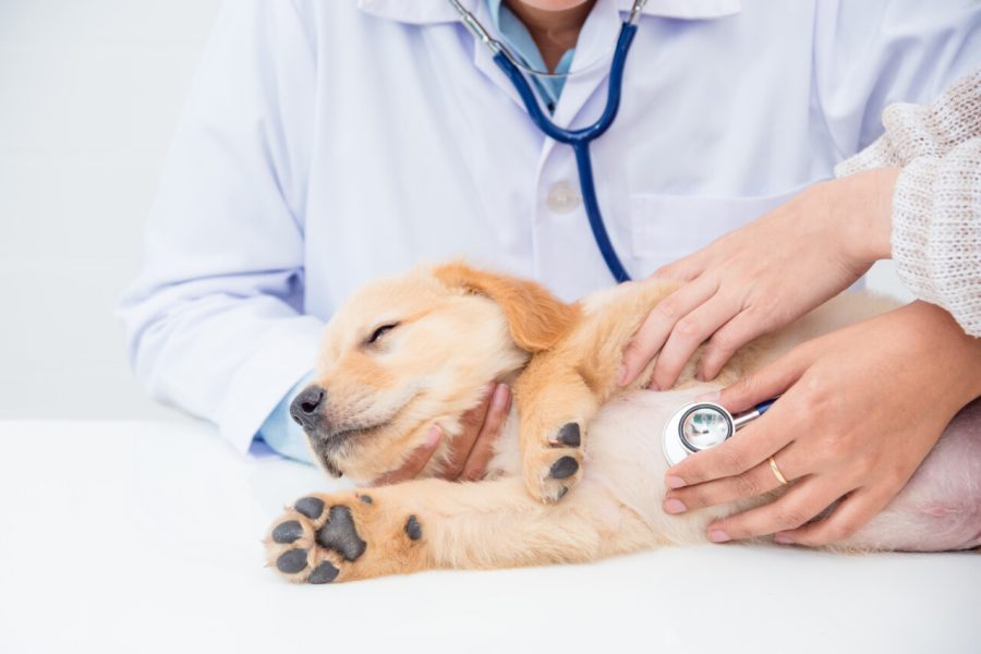 Closeup shot of veterinarian hands checking dog by stethoscope