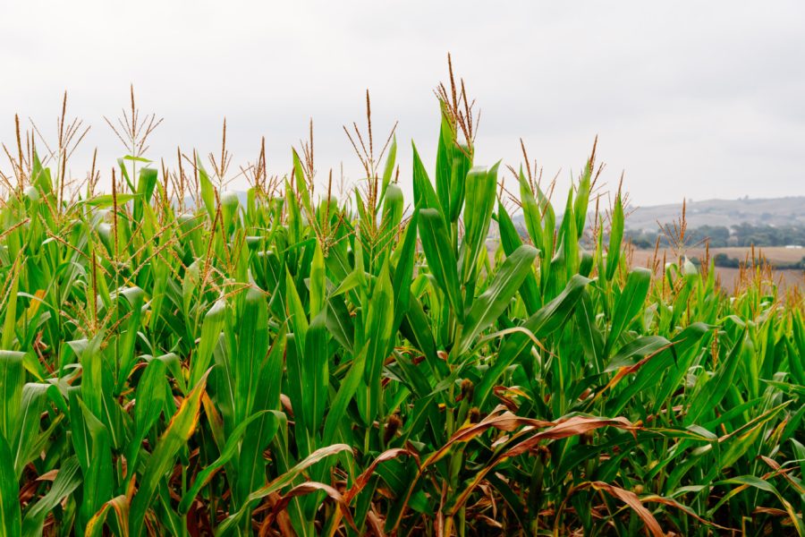 A green field of corn stalks growing up. Cantabria, Spain