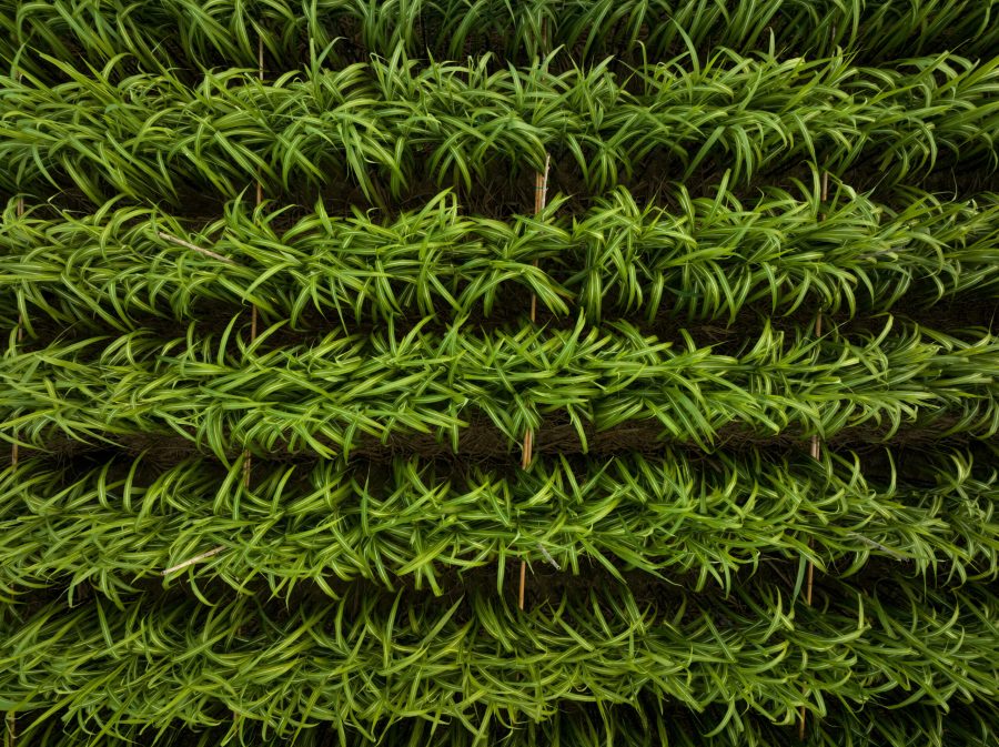 Aerial view of sugarcane plants growing at field