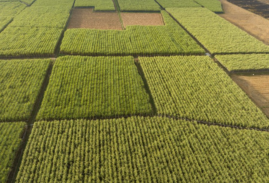 Aerial view of sugarcane plants growing at field