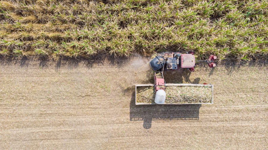 Aerial view of the Sugar cane harvesting