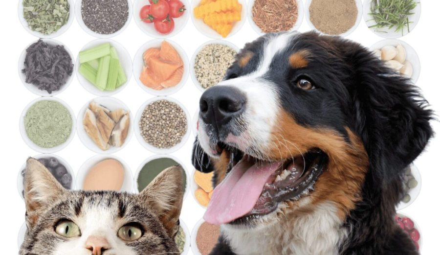 alimentos-funcionais-pets