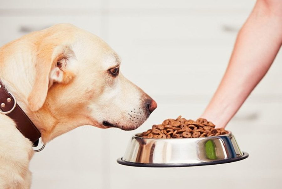 alimentos-permitidos-cachorro