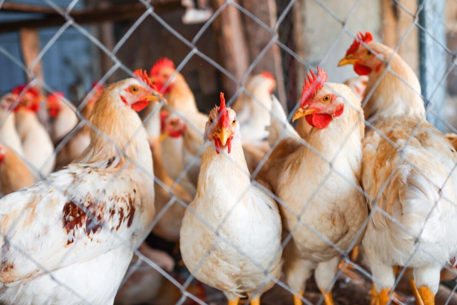 Chickens and roosters behind a metal net on a poultry farm close-up. Livestock and poultry in agriculture.