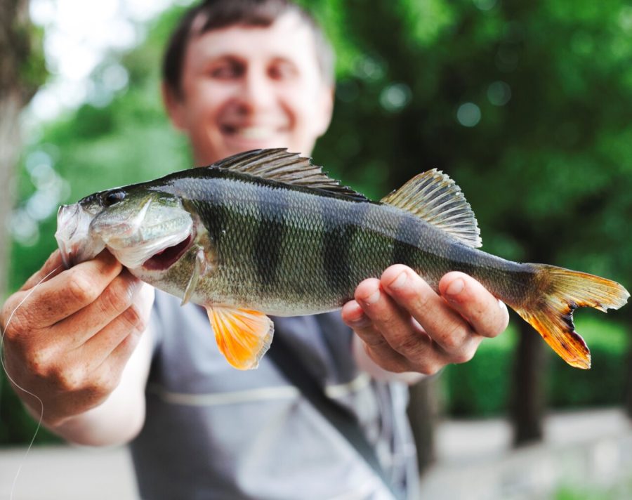 close-up-de-homem-segurando-fresco-pegado-peixe