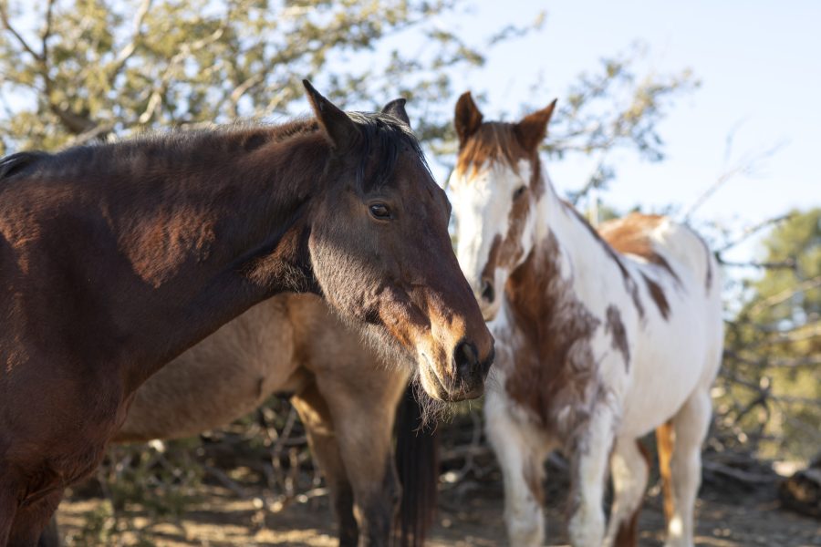 close-up-horse-nature(1)