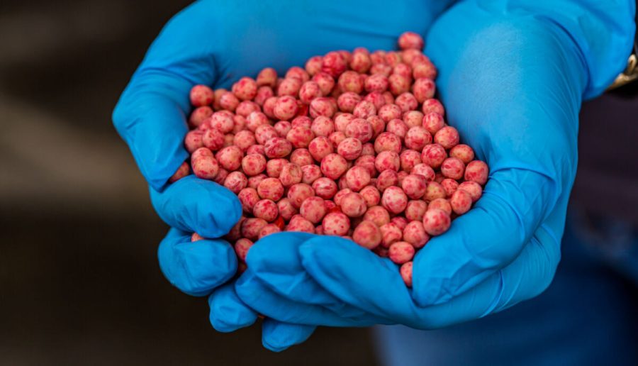 Close-up of a handful in the hands in the form of a heart etched soybean seeds. High quality photo