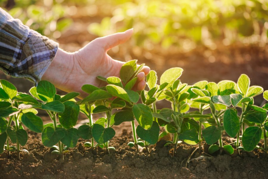 Close up of female farmer hand examining soybean plant leaf in cultivated agricultural field, agriculture and crop protection