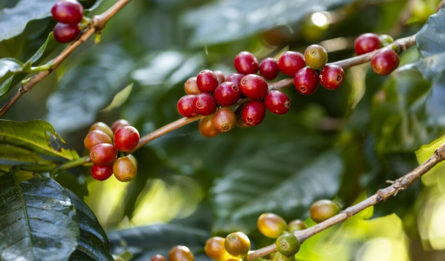 coffee berries by agriculture. Coffee beans ripening on the tree in North of Thailand