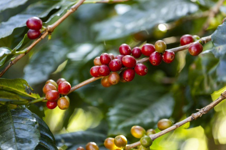 coffee berries by agriculture. Coffee beans ripening on the tree in North of Thailand