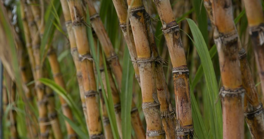 Sugar cane farm