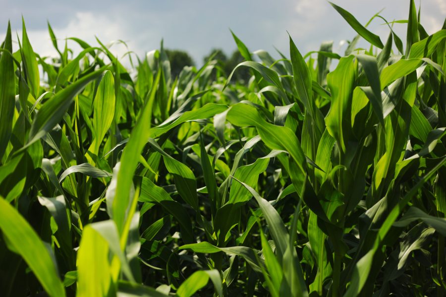 Corn field agriculture. Green nature. Rural farm land in summer. Plant growth. Farming scene. Outdoor landscape. Organic leaf. Crop season