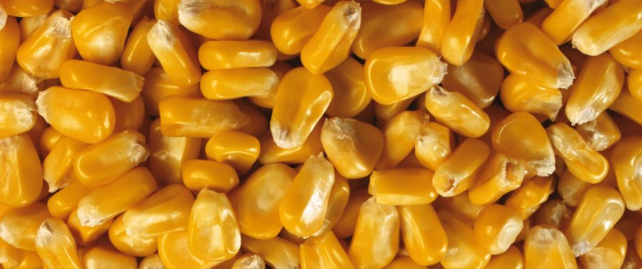 corn grains