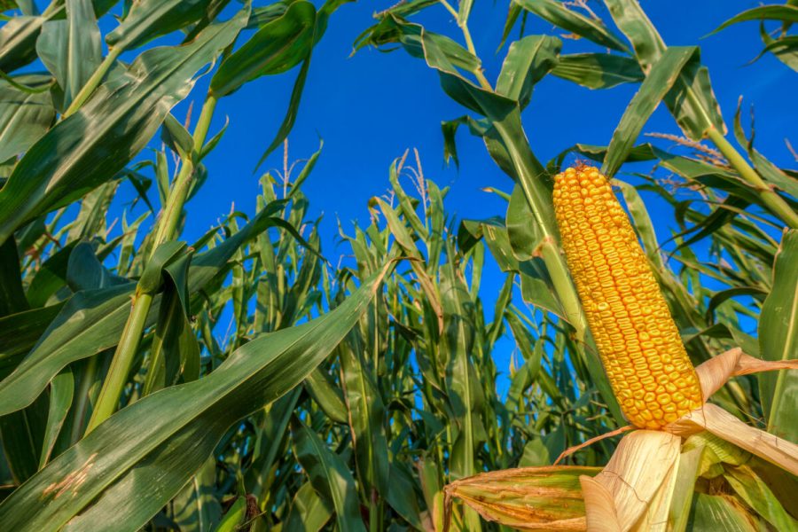 Ripe corn on the cob in cultivated field