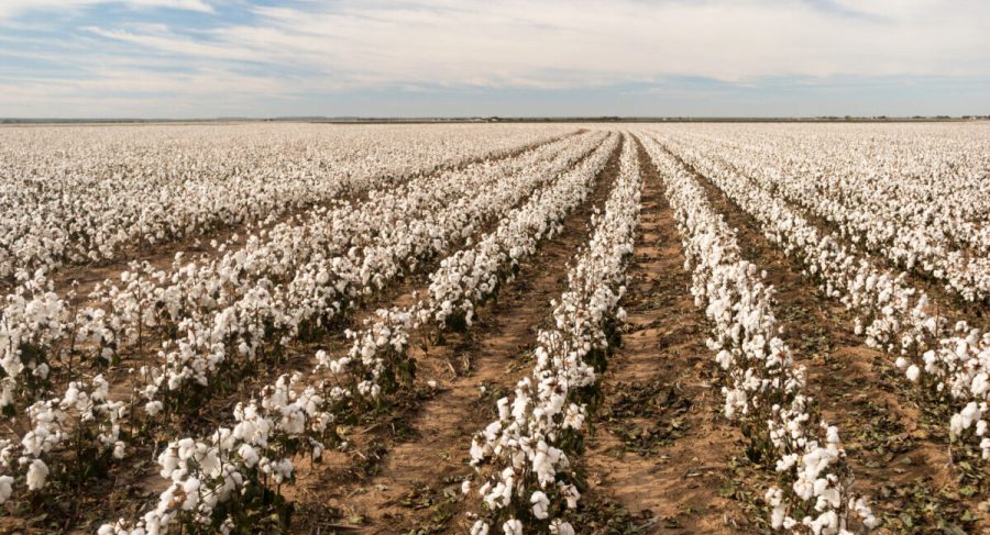 Cotton plants appear in neat rows on a Texas plantation