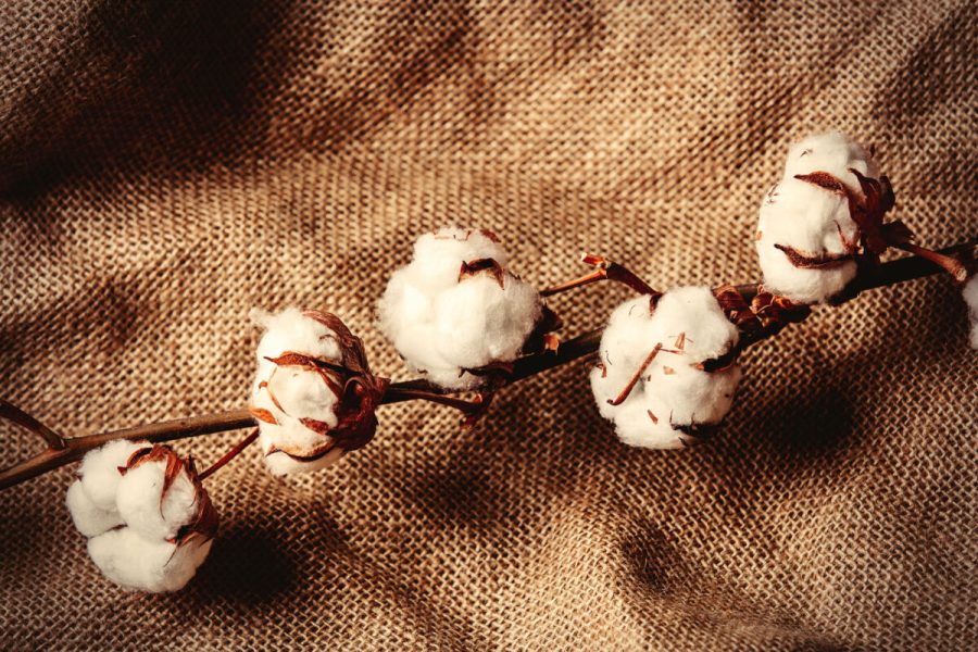 Cotton branch on jute background. Above view