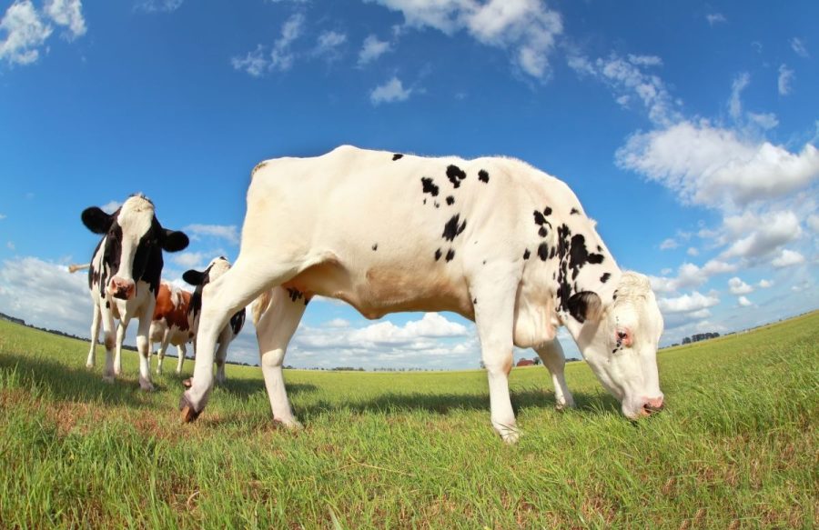 cow-grazing-on-pasture-2023-11-27-05-34-10-utc