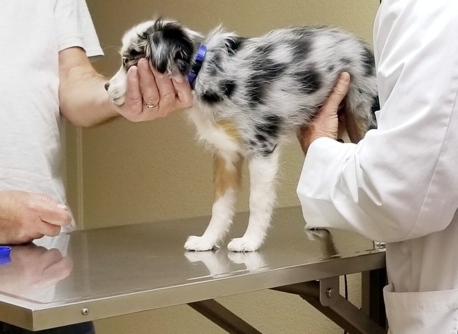 cute-dog-at-the-vet- reccorte