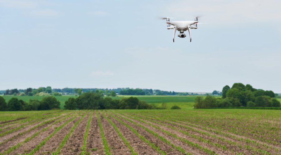 drone quad copter with high resolution digital camera on green corn field, agro