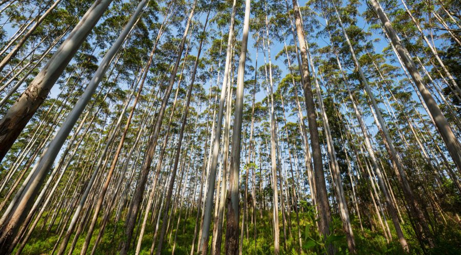 Eucalyptus forest in Sri Lanka