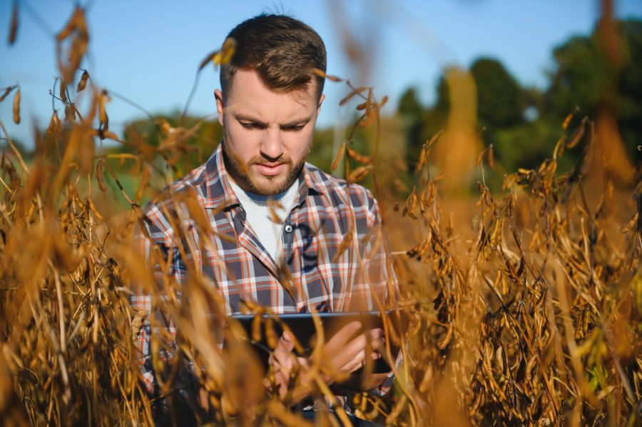 farmer agronomist in soybean field checking crops before harvest. Organic food production and cultivation.