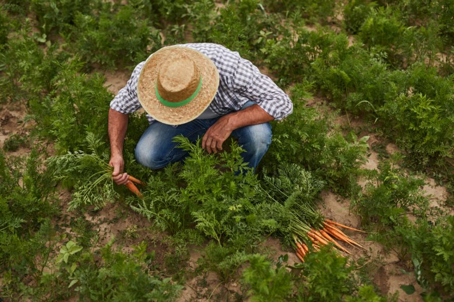 From above of anonymous male farmer in hat picking harvest of organic carrot while working in green farm field