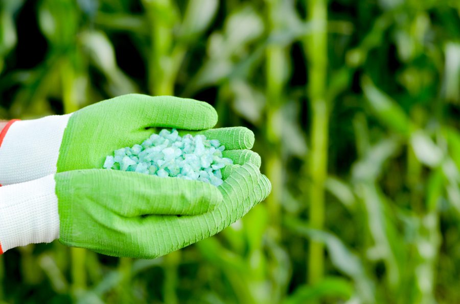 Farmer hold fertilizers in his hands with corn stems at background. Plants care and feeding concept. Place for text