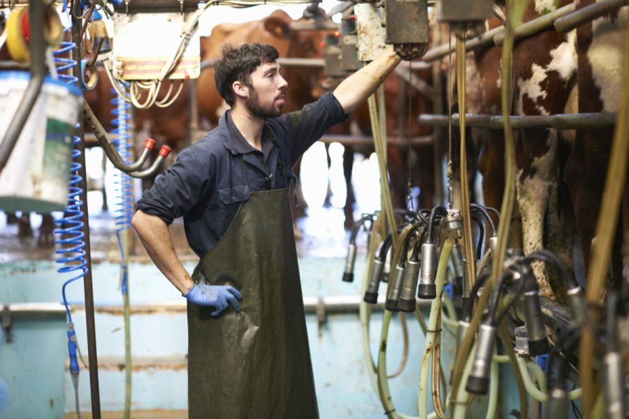 Farmer milking cows in dairy farm, using milking machines