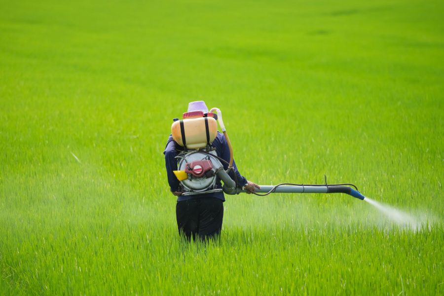 farmer-spraying-pesticide-on-rice-fields-with-a-sp-2024-06-21-01-36-45-utc