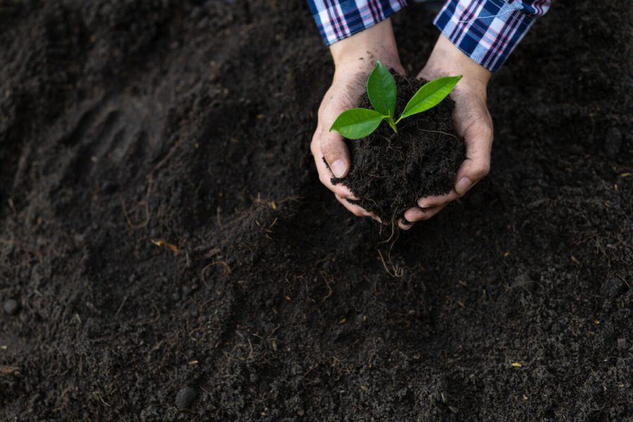 Farmers plant seedlings into fertile soil.