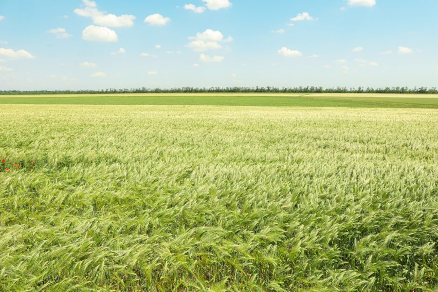 Green barley field against sky, space for text. Agriculture