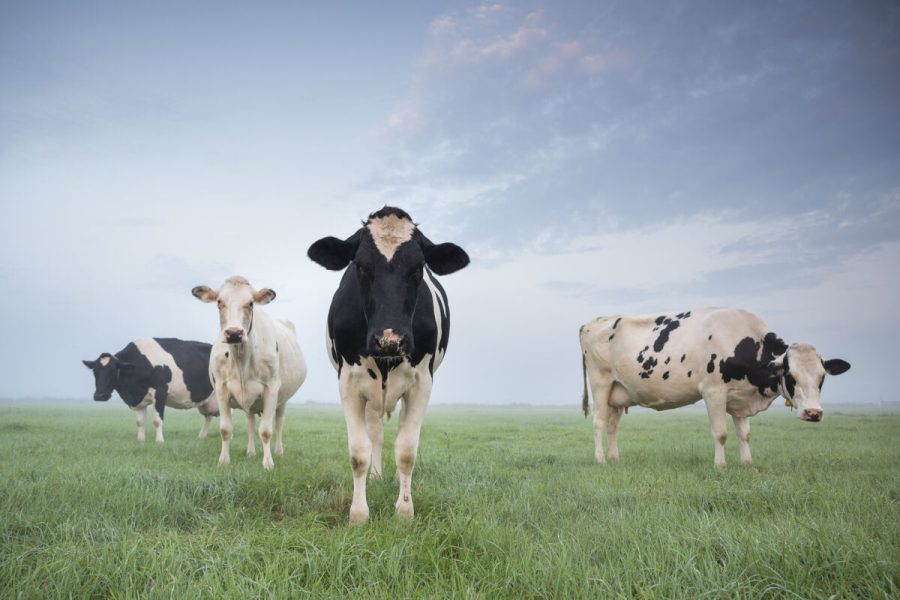 milk cows staring on pasture