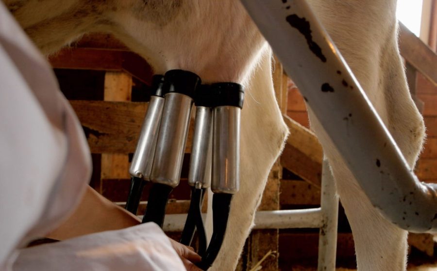 Milking a cow with automatic milking machine. Process of machine milking cow at farm. Farming, technology, industrial production concept.