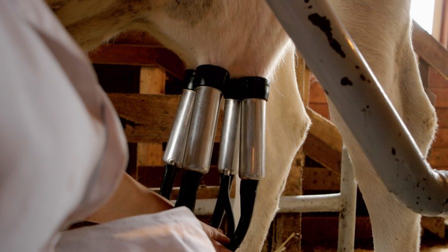 Milking a cow with automatic milking machine. Process of machine milking cow at farm. Farming, technology, industrial production concept.