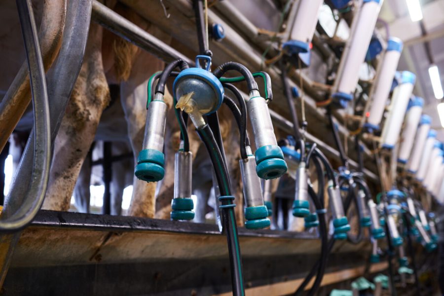 disconnected milking machine on a dairy farm close up