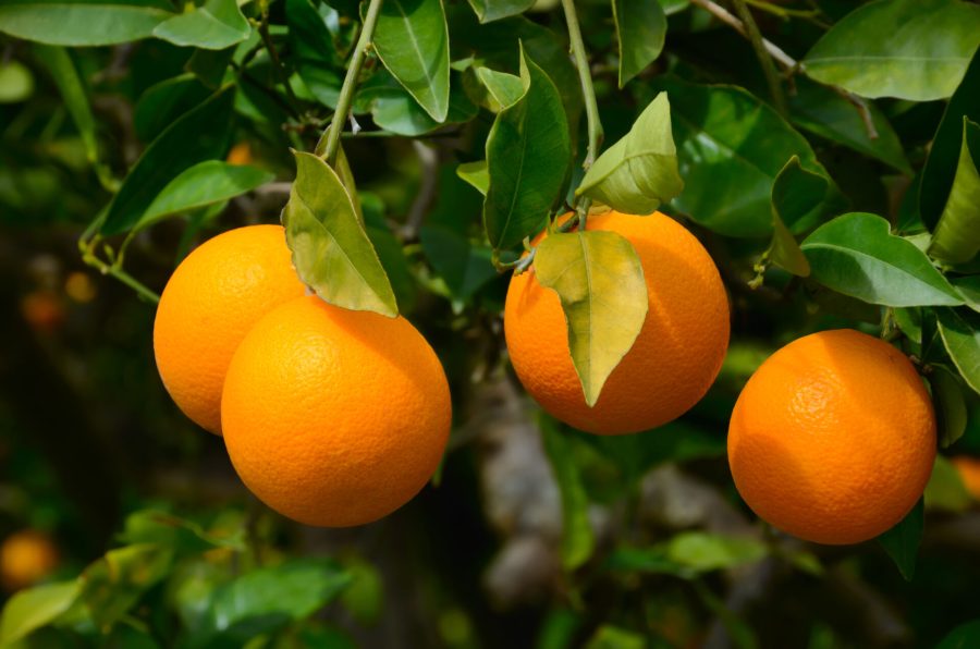 Oranges growing on a tree on green leaves background