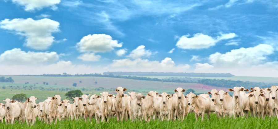 Aerial photo of white nellore cattle herd, green pasture in Brazil.