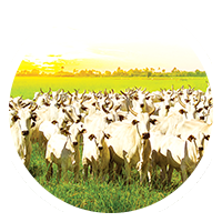 pecuaria