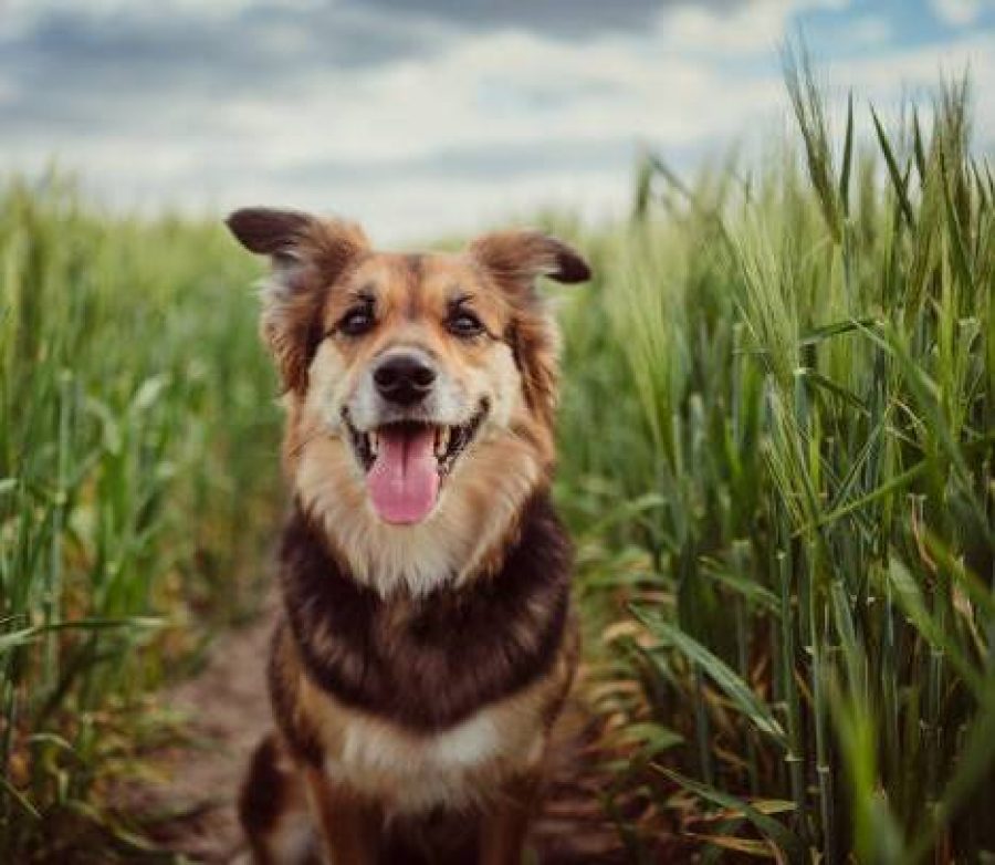 Portrait of dog in the cornfield