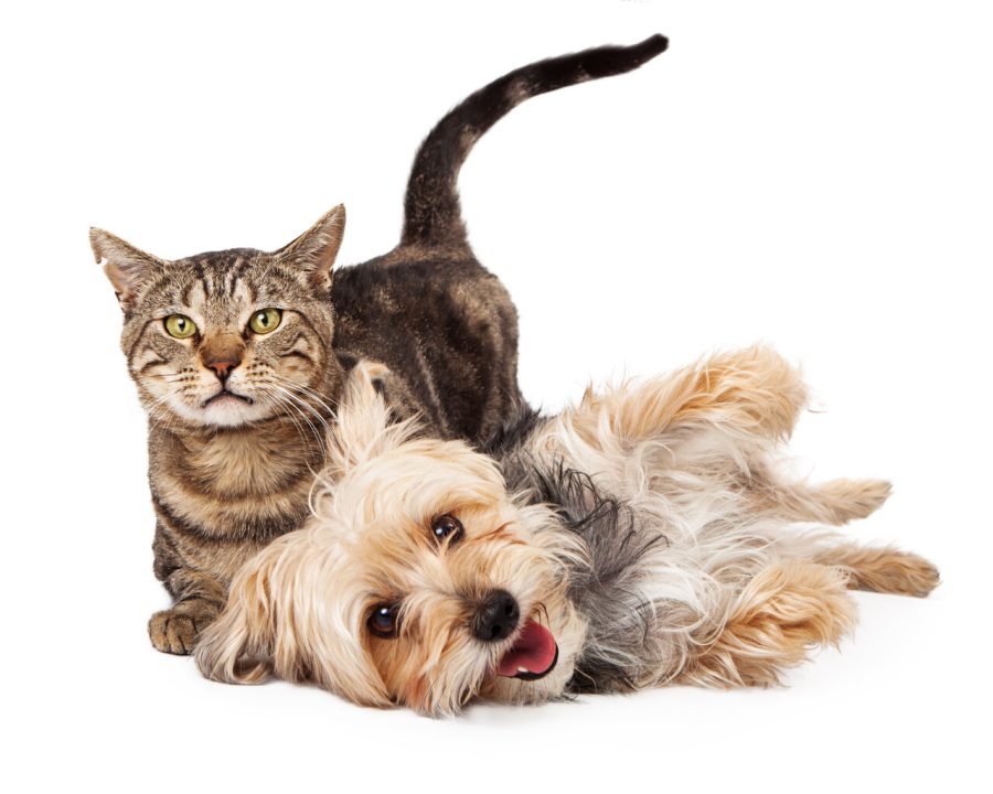 A cute and playful mixed breed terrier dog and a tabby cat laying together